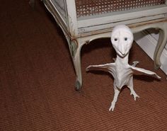 a weird looking animal is standing in front of a chair with its legs spread out