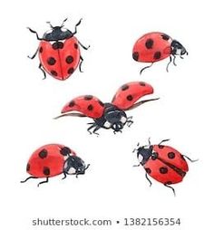 four red ladybugs with black spots on them stock photo ©istostocker