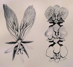 two drawings of orchids with leaves and flowers