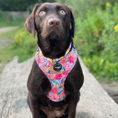 a brown dog wearing a colorful bandana sitting on top of a wooden bench outside