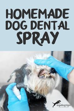 a dog getting his teeth brushed by a veterinator with the words homemade dog dental spray