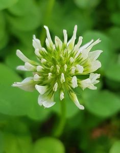 a white flower with green leaves in the background