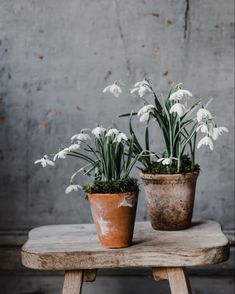 two potted plants sitting on top of a wooden table with snowdrops growing out of them