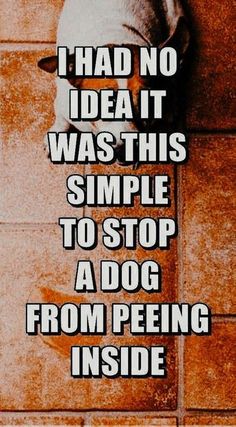 a white dog sitting on top of a tile floor next to a wall with the words i had no idea it was this simple to stop a dog from peeing inside