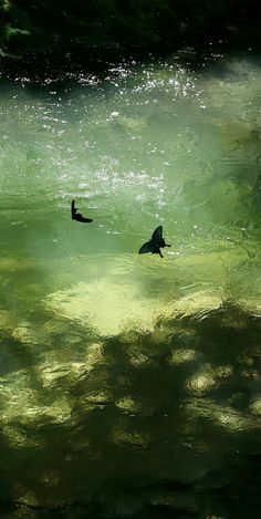 two ducks floating in the water near each other on a sunny day with green and blue hues