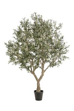 an olive tree in a pot on a white background