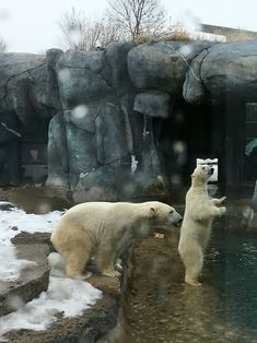 two polar bears playing in the water inside their enclosure at the zoo on a snowy day