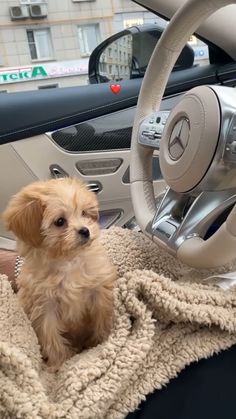 cute dogs 
dogs
puppy
cute puppy A Car, Dogs