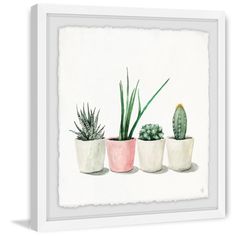 three potted plants on a white background, one is pink and the other is green