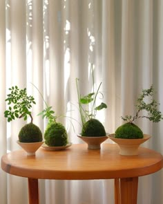 three potted plants sit on top of a wooden table in front of a white curtain