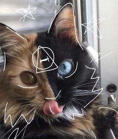 a cat sticking its tongue out and looking at the camera with an artistic expression on it's face