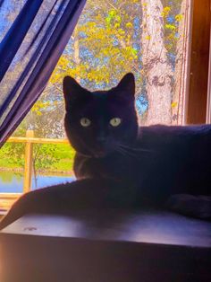 a black cat sitting on top of a window sill next to a blue curtain