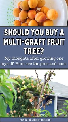 a bunch of fruit sitting on top of a tree next to a white bowl filled with oranges