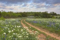 a dirt road running through a field full of wildflowers