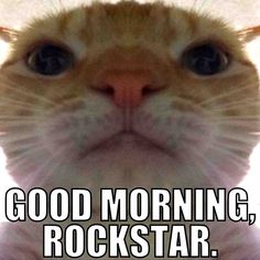 a close up of a cat's face with the caption good morning rockstar