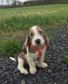 a small brown and white dog sitting on top of a gravel road