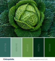 an overhead view of a head of cabbage with green foliage in the center and blue hues