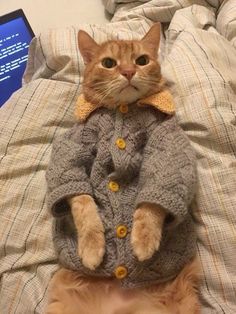 an orange cat wearing a sweater on top of a bed