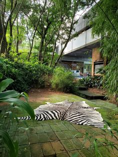 two zebras laying on the ground in front of a building with trees and bushes