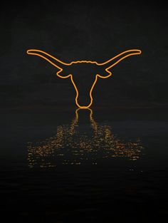 a longhorn steer's head is reflected in the water at night with bright lights