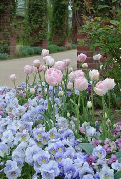 pink and blue flowers are growing in the garden