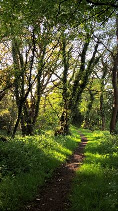 a dirt path in the middle of a forest with lots of green grass and trees