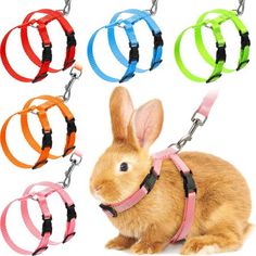 an image of a rabbit wearing harnesses