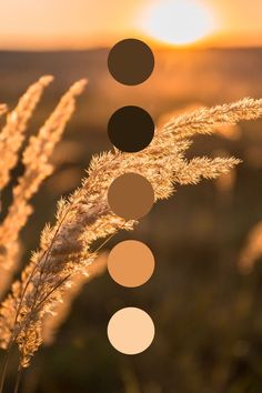 Color palette neutral brown colors nature Color Branding, Soft Autumn Color Palette, Flat Color Palette, Moodboard Inspiration, Paint Color Inspiration, Color Palette Challenge, Color Drawing, Color Meanings