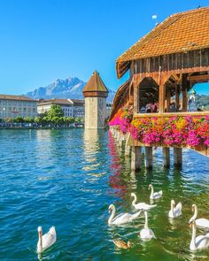 swans are swimming in the water next to a gazebo with flowers growing on it