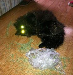 a black cat laying on top of a wooden floor next to a bag of green stuff