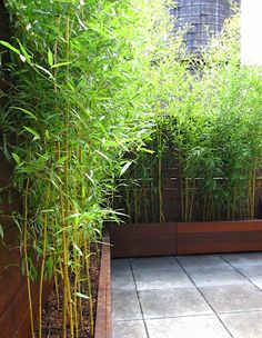 an outdoor garden with bamboo plants and stone flooring