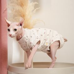 a hairless cat wearing a sweater on top of a table