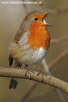 a small bird sitting on top of a tree branch with its mouth open and it's tongue out