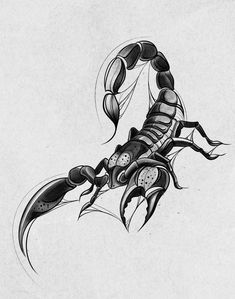 a drawing of a scorpion on white paper