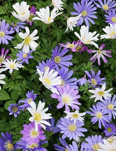 purple and white flowers with green leaves in the background