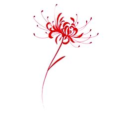 a red flower on a white background