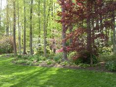 a lush green lawn surrounded by trees and bushes