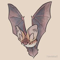 a drawing of a bat hanging upside down