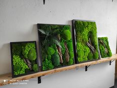 three framed pictures with moss growing in them on a shelf next to a white wall