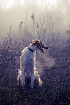 a brown and white dog sitting on top of a grass covered field