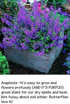 purple flowers in a wooden planter with text describing it's easy to grow and flower