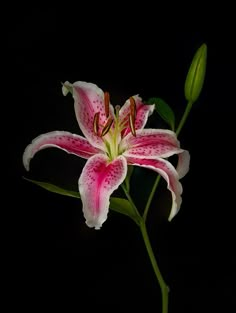 a pink and white flower in a black circle