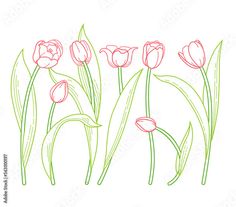 pink tulips with green stems on a white background, hand drawn illustration stock photo