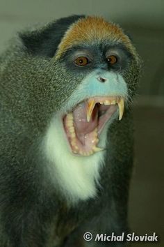 a monkey with its mouth open and it's teeth wide open, showing the fangs