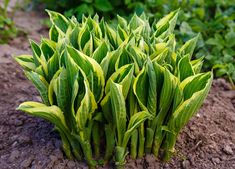 some green plants are growing in the dirt