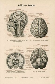 an old diagram of the human brain