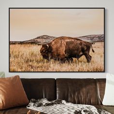 a bison grazing in a field with mountains in the background on a wall above a couch