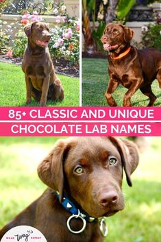 chocolate lab names for dogs and puppies