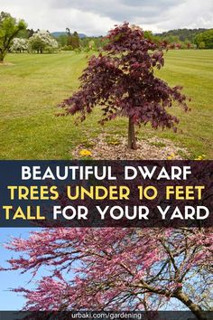 trees under 10 feet tall for your yard