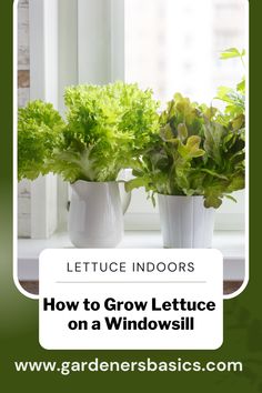 How to Grow Lettuce on a Windowsill Planting Veggies, Romaine Lettuce Growing, Growing Lettuce Indoors, Gardening Vertical, Indoor Hydroponic Gardening, Hydroponic Lettuce, Planting Lettuce, Houseplant Tips, Salad Garden